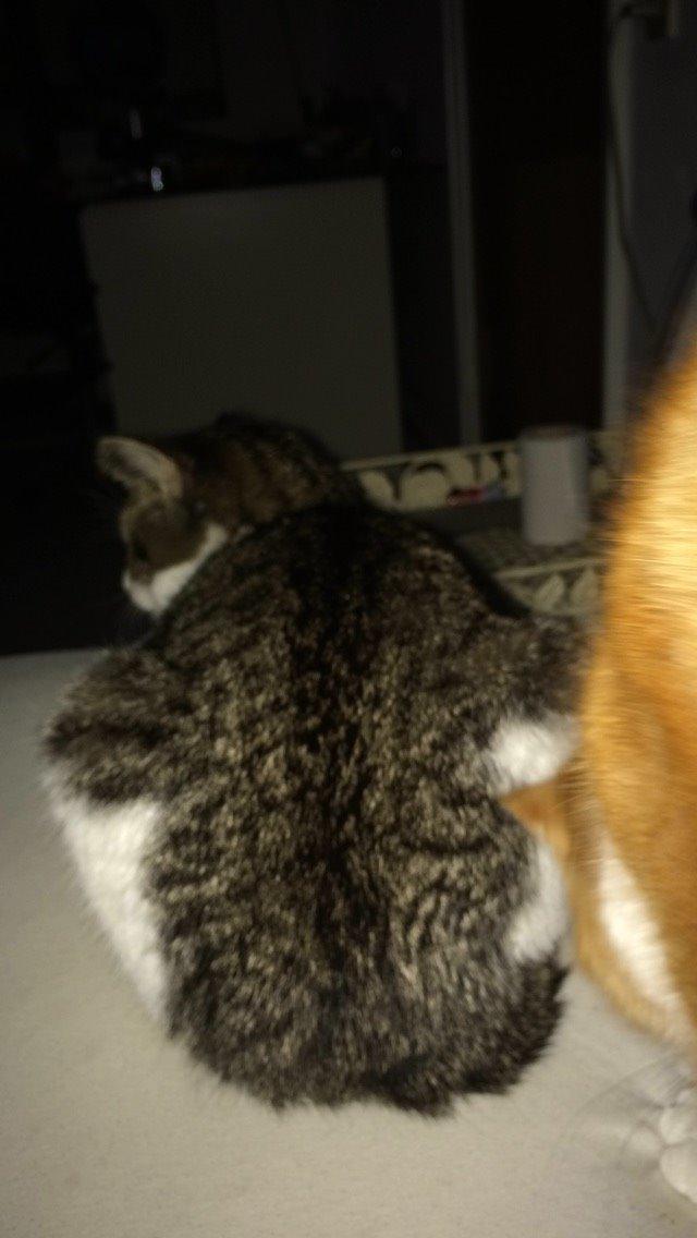 Blanding af racer Storm billede 44