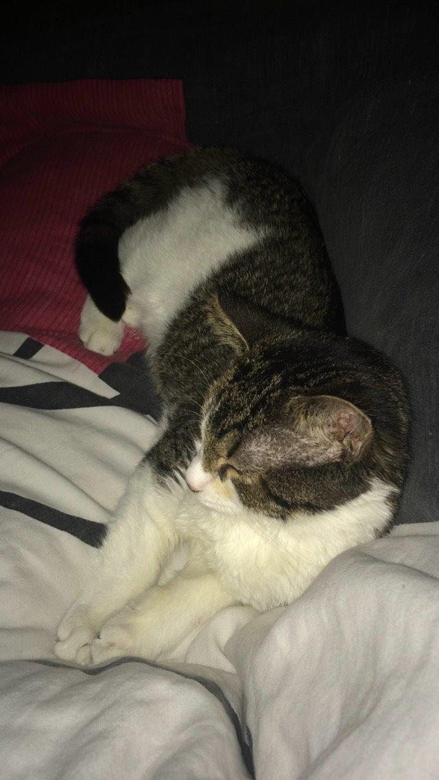 Blanding af racer Storm billede 45