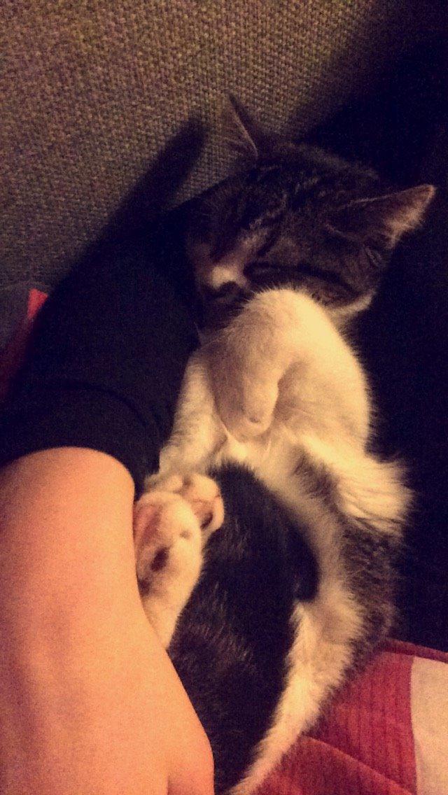 Blanding af racer Storm billede 46