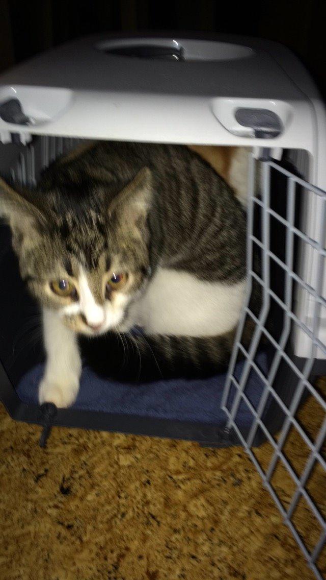 Blanding af racer Storm billede 47