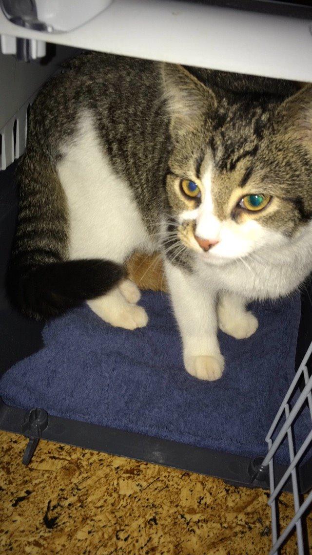 Blanding af racer Storm billede 48