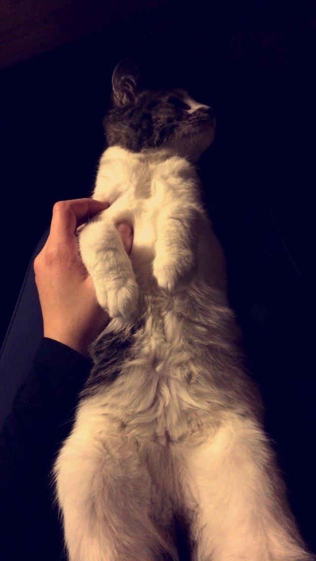 Blanding af racer Storm billede 25