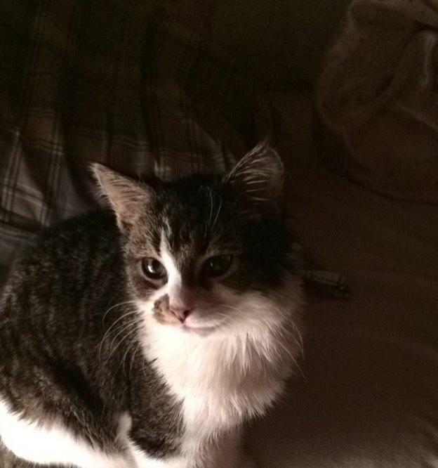 Blanding af racer Storm billede 39