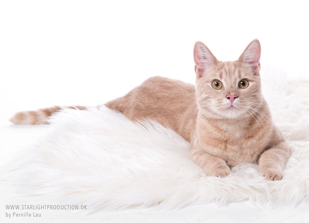 Europé Eife's Axel Hugo Theodor Theorell billede 10