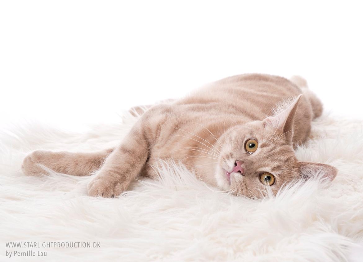 Europé Eife's Axel Hugo Theodor Theorell billede 12