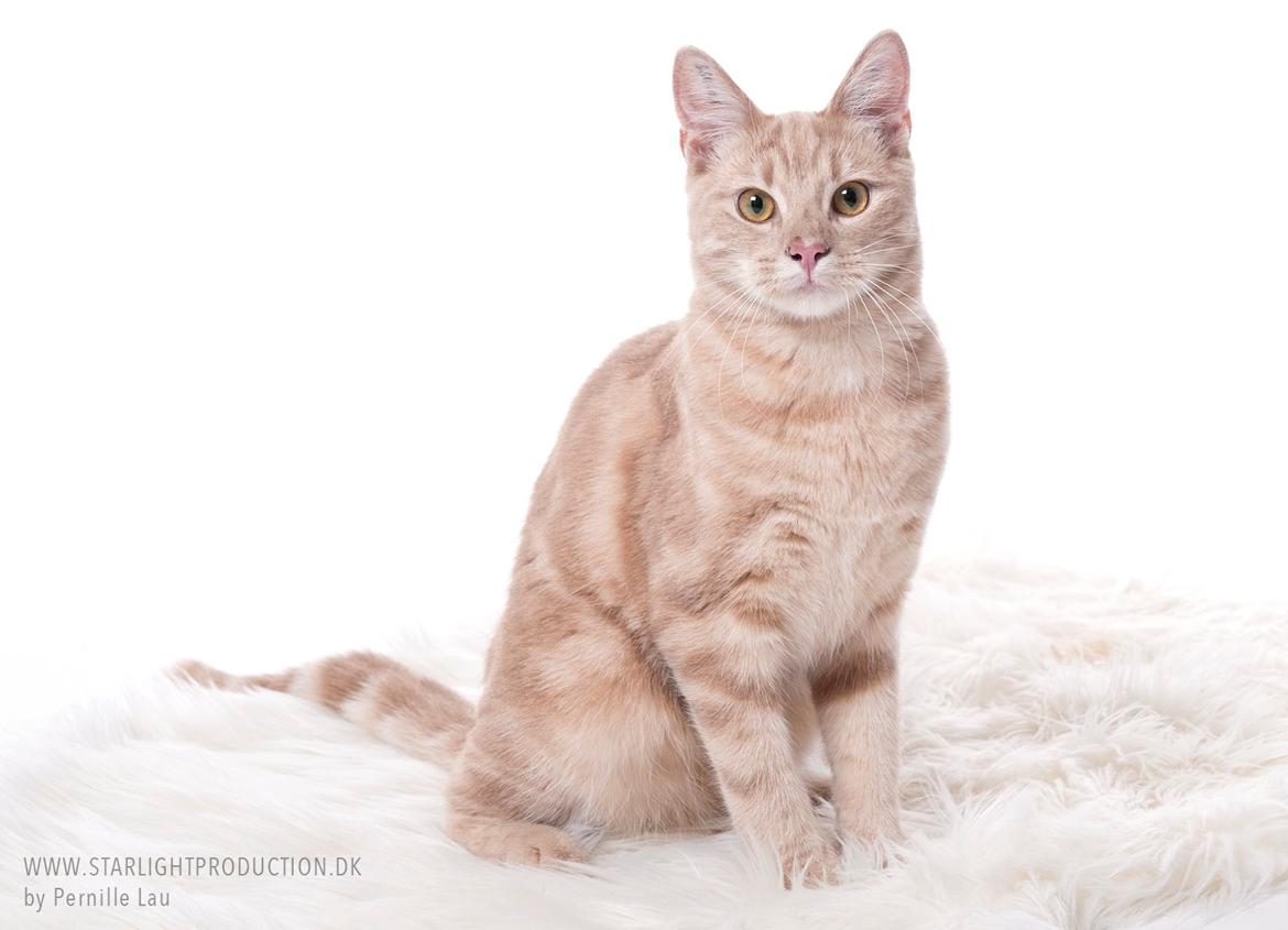 Europé Eife's Axel Hugo Theodor Theorell billede 11