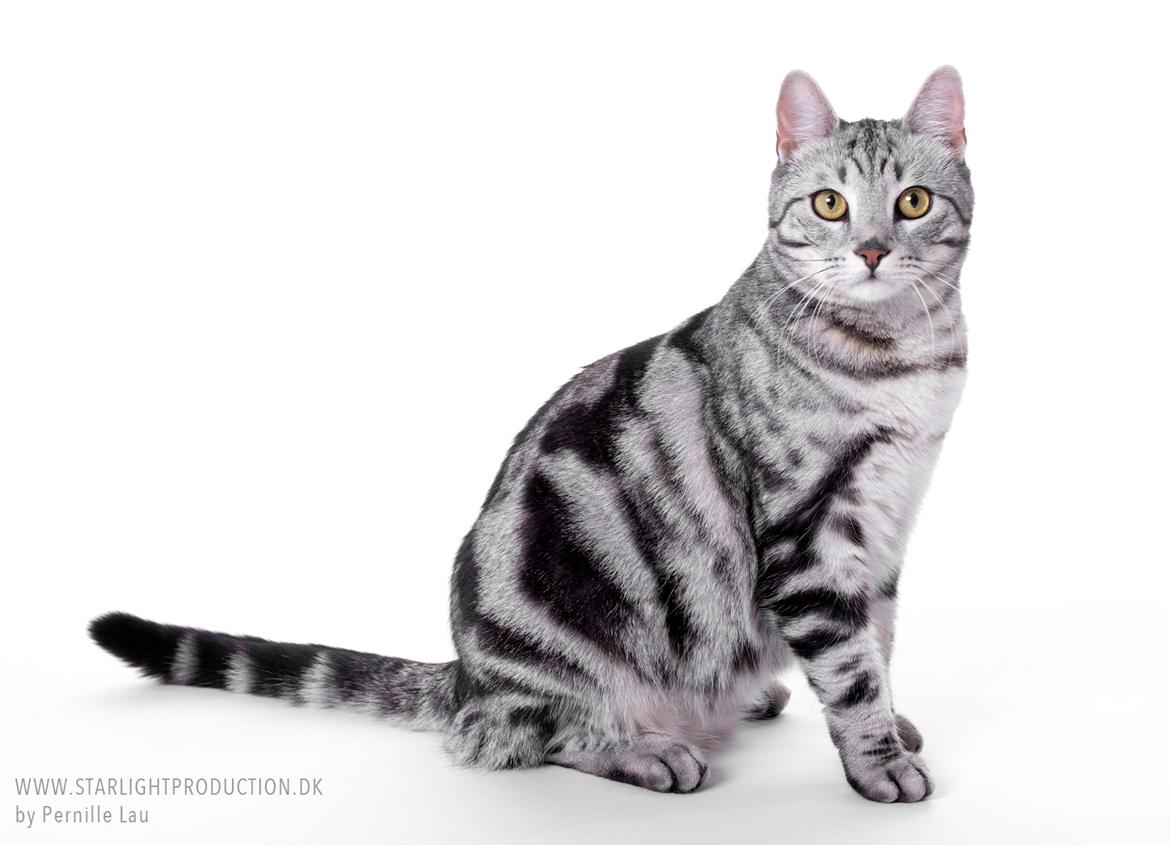 Europé Eife's Jack Wolfskin billede 3