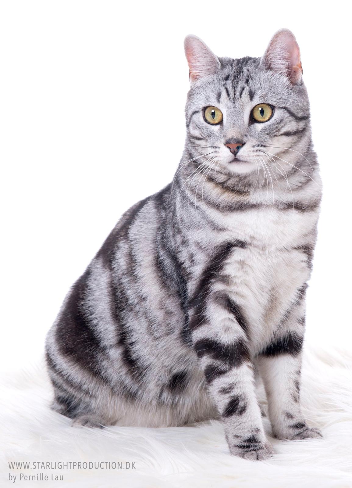 Europé Eife's Jack Wolfskin billede 2