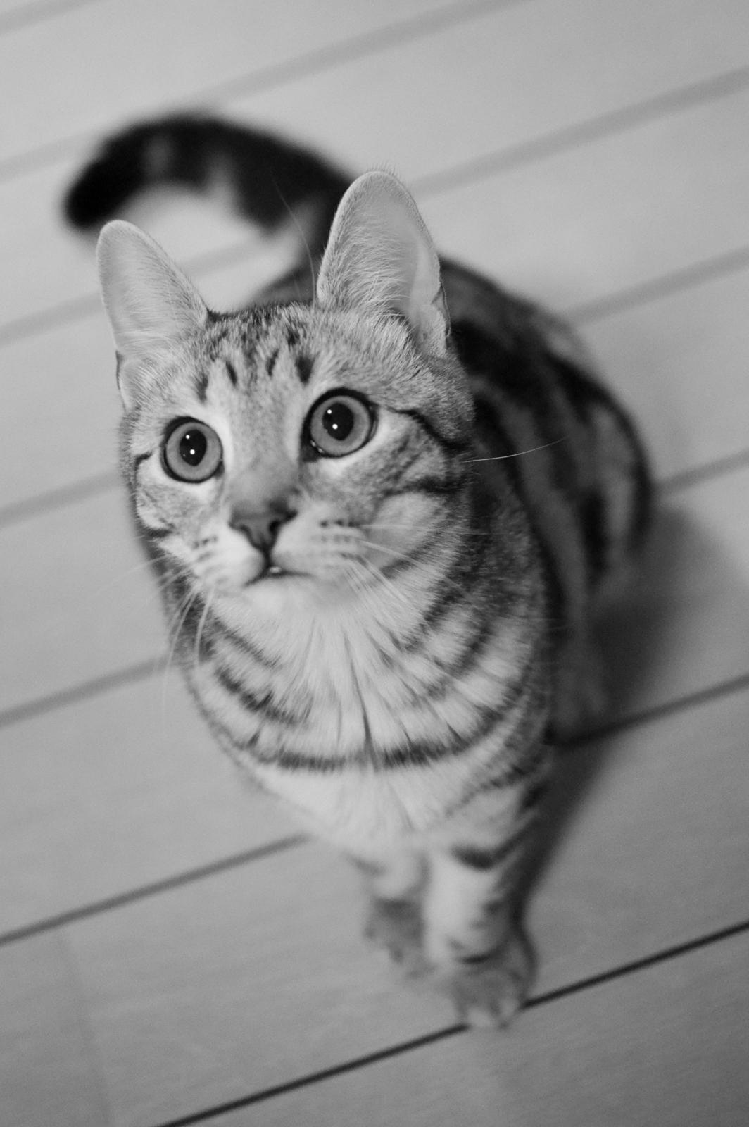 Europé Eife's Jack Wolfskin billede 4