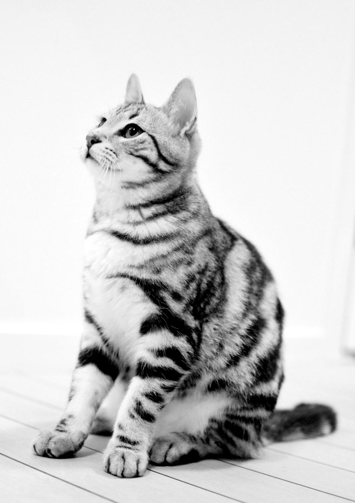 Europé Eife's Jack Wolfskin billede 5