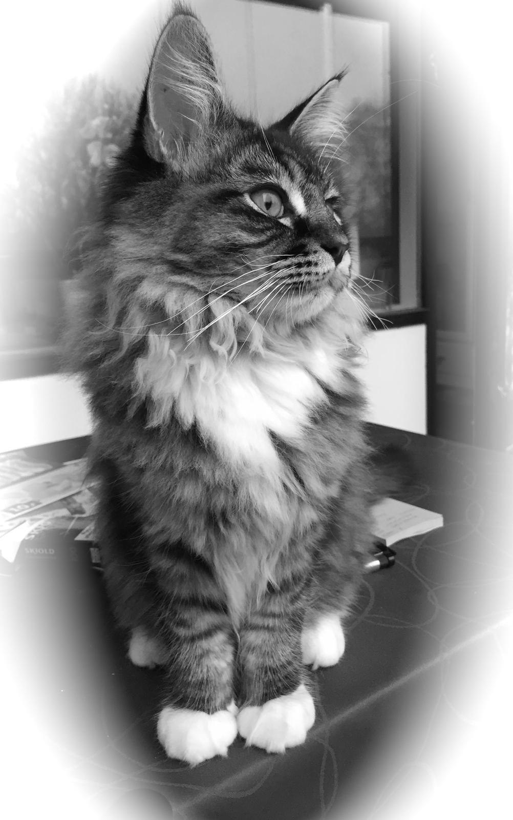 Maine Coon Simba billede 16