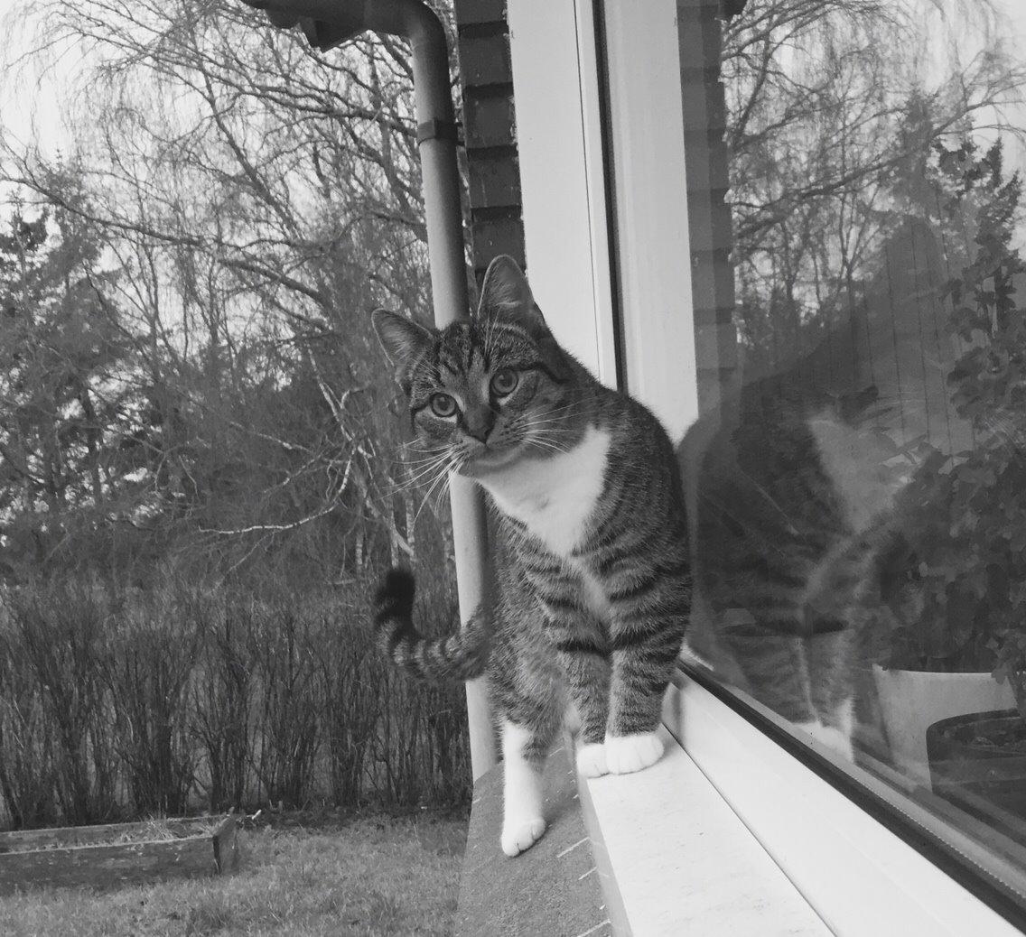 Huskat Tonser billede 41