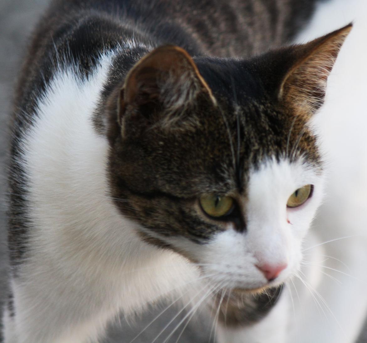 Blanding af racer LINDA<3 *Sov sødt min skat :-'(<3* billede 11