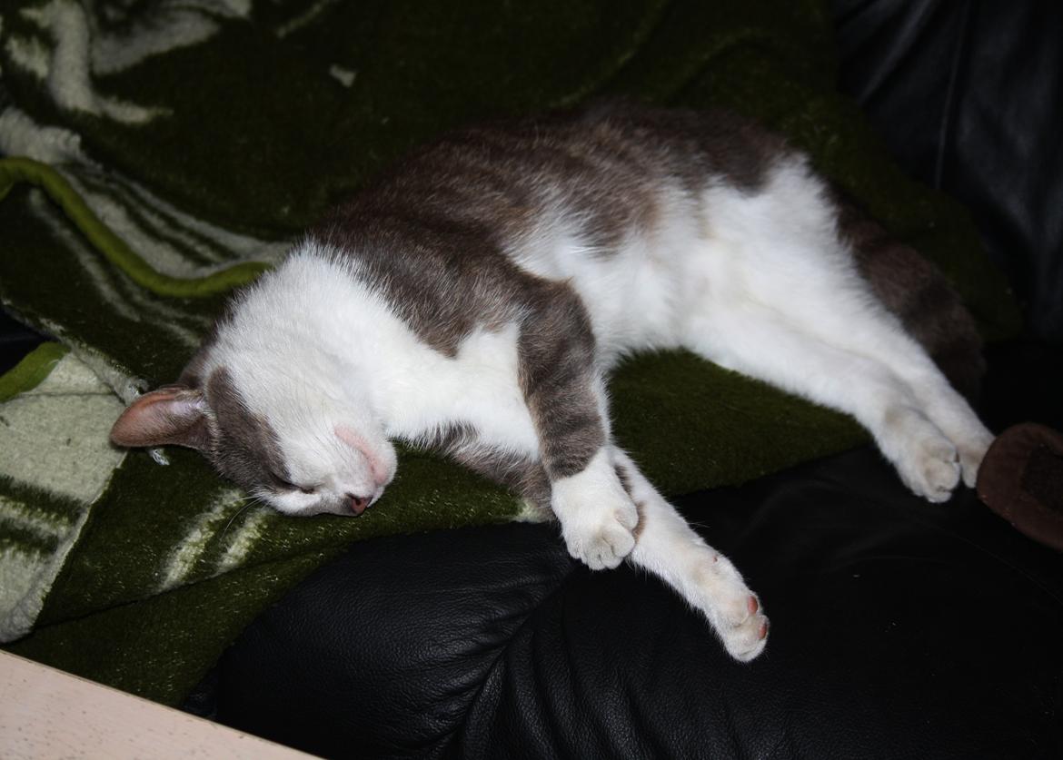 Blanding af racer KISSER billede 14