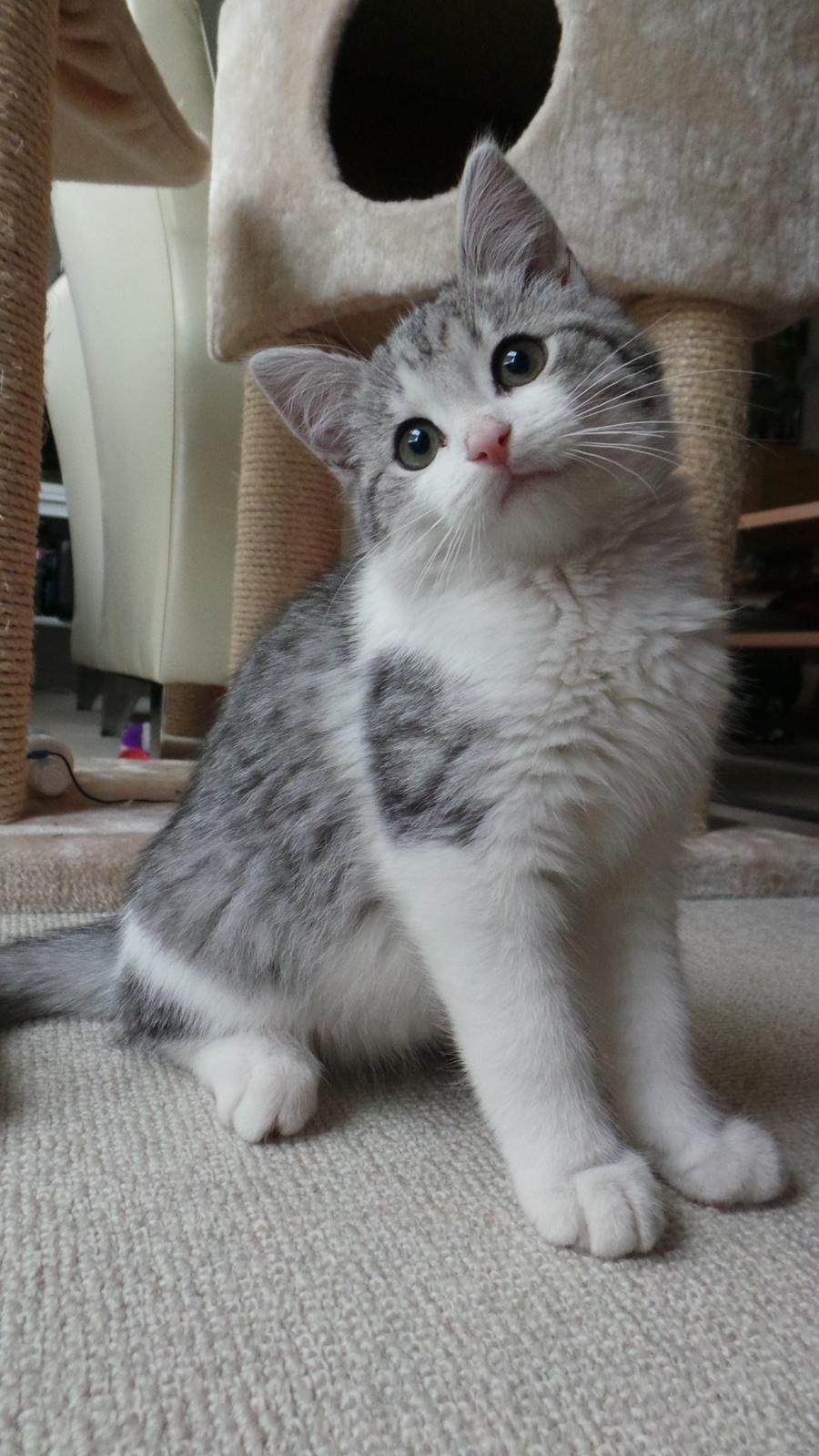 Blanding af racer Felix billede 27