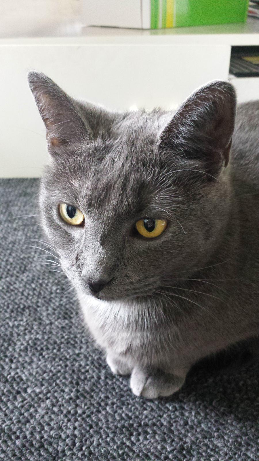 Huskat Perle billede 1