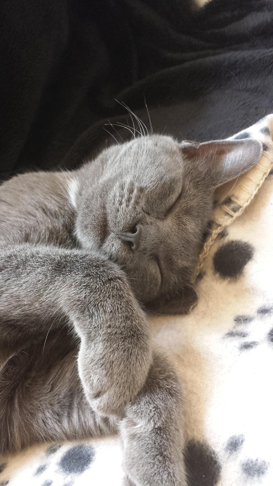 Huskat Perle billede 2