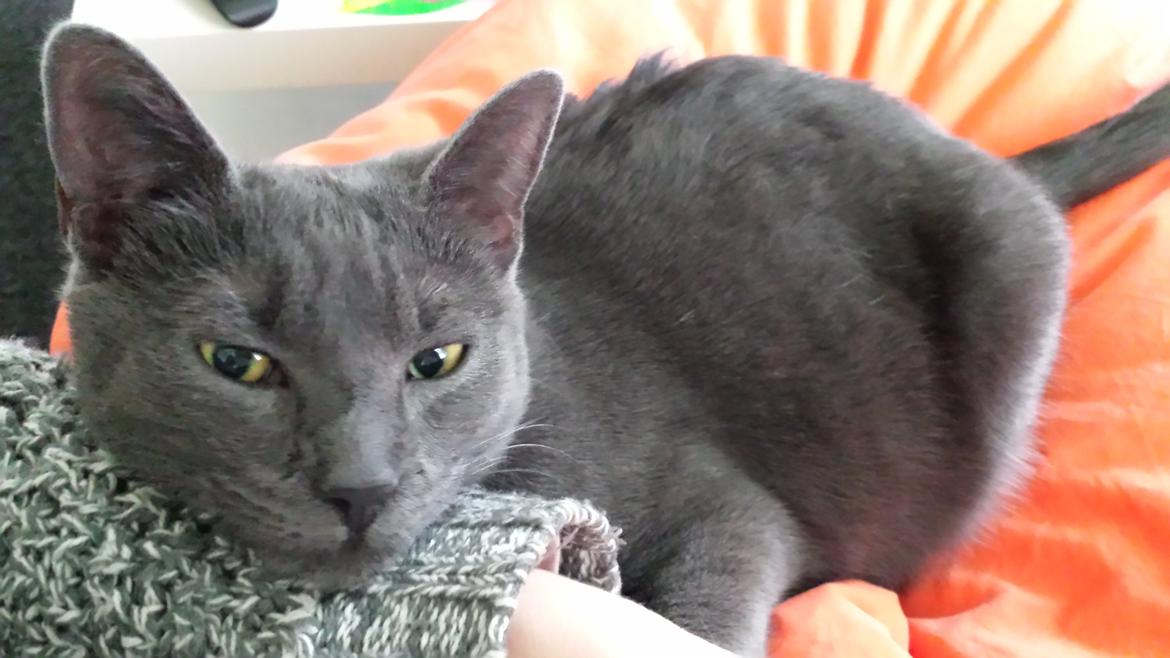 Huskat Perle billede 3