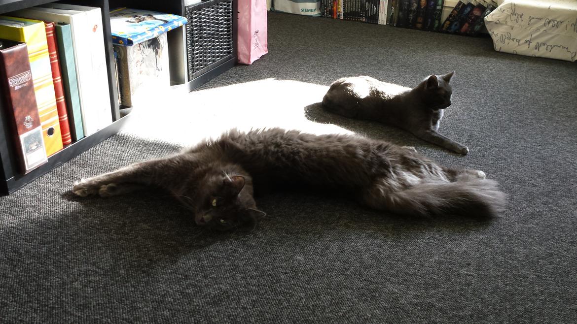 Blanding af racer O'Malley billede 5