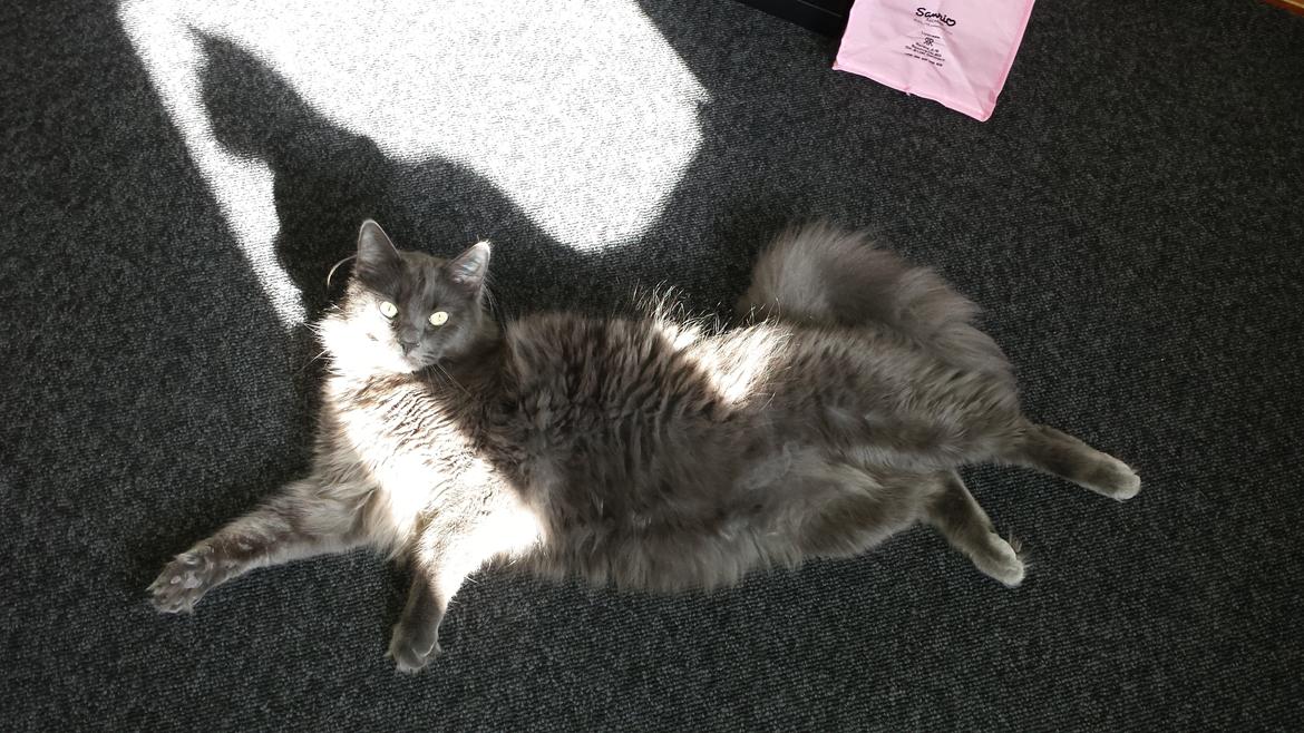 Blanding af racer O'Malley billede 2