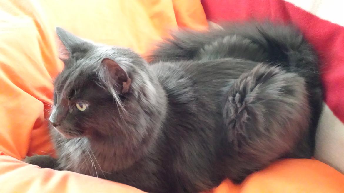 Blanding af racer O'Malley billede 3