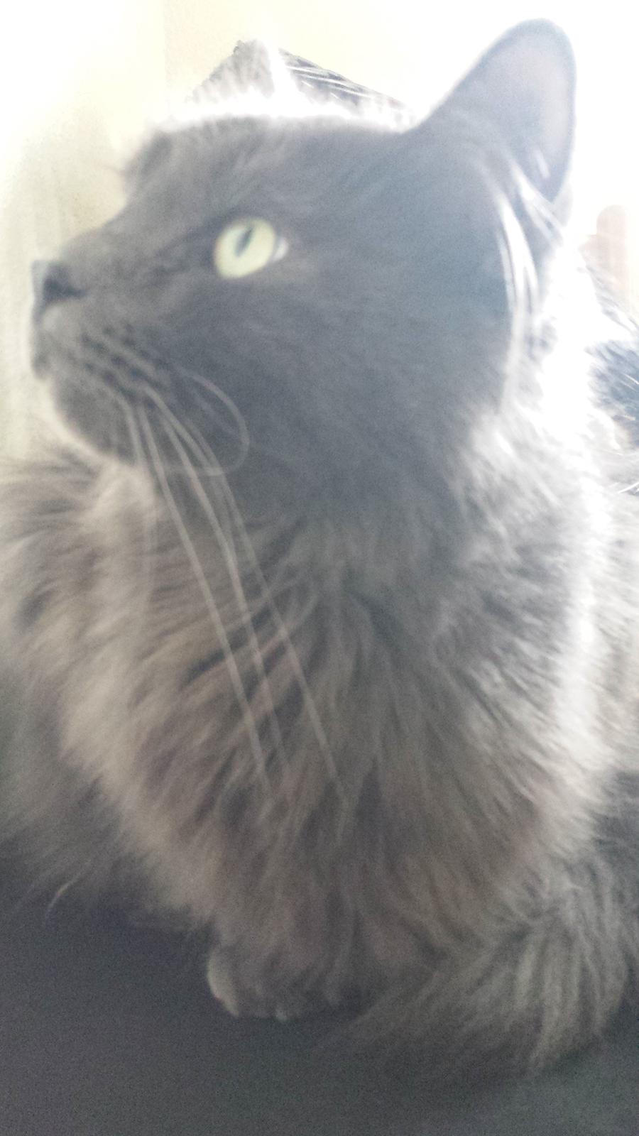 Blanding af racer O'Malley billede 1