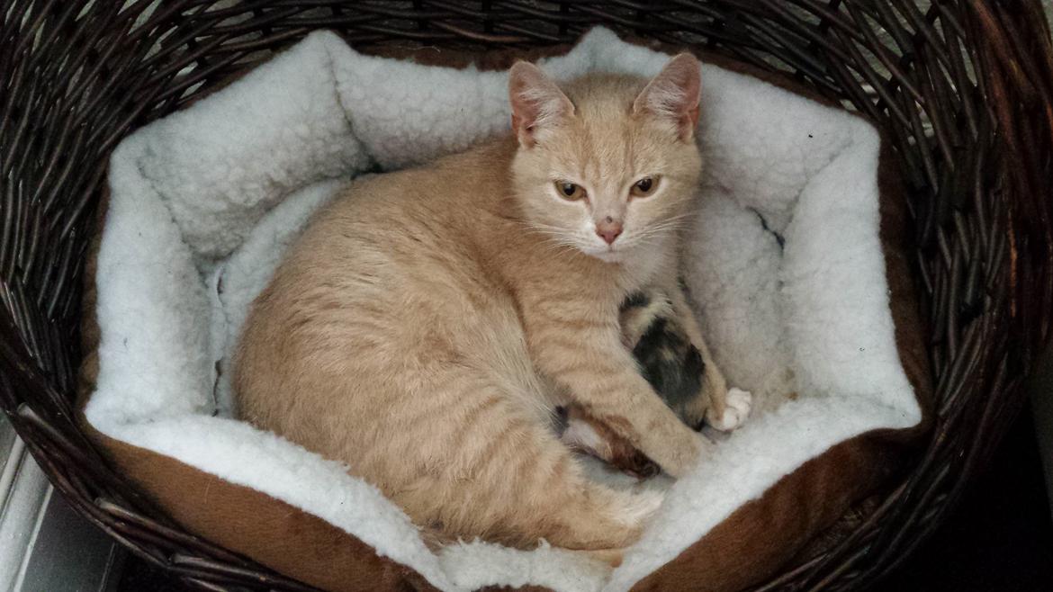 Huskat Molly billede 2