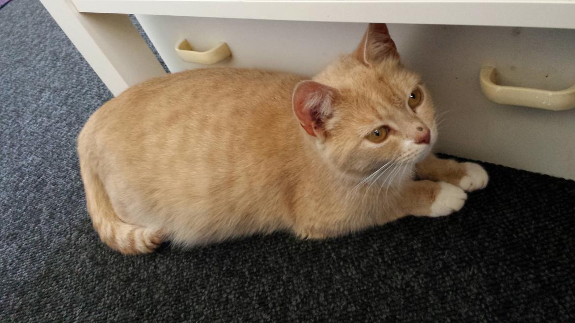 Huskat Molly billede 3