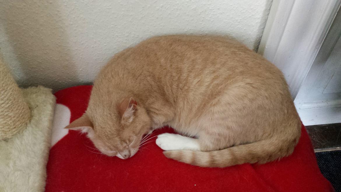 Huskat Molly billede 5