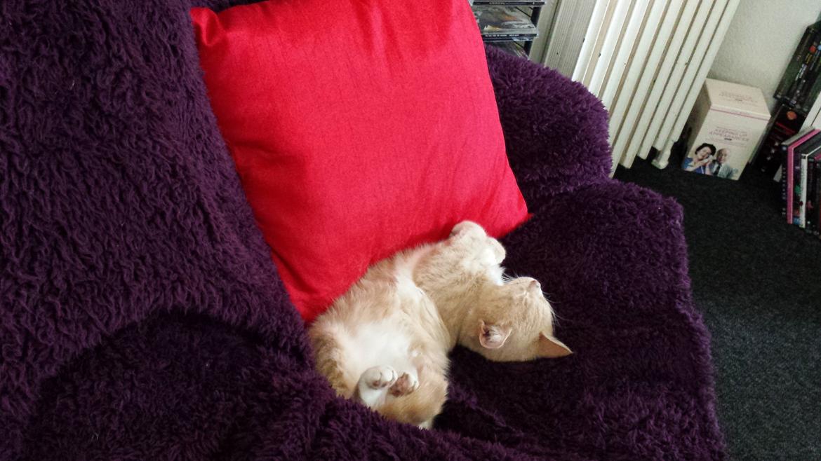 Huskat Molly billede 6