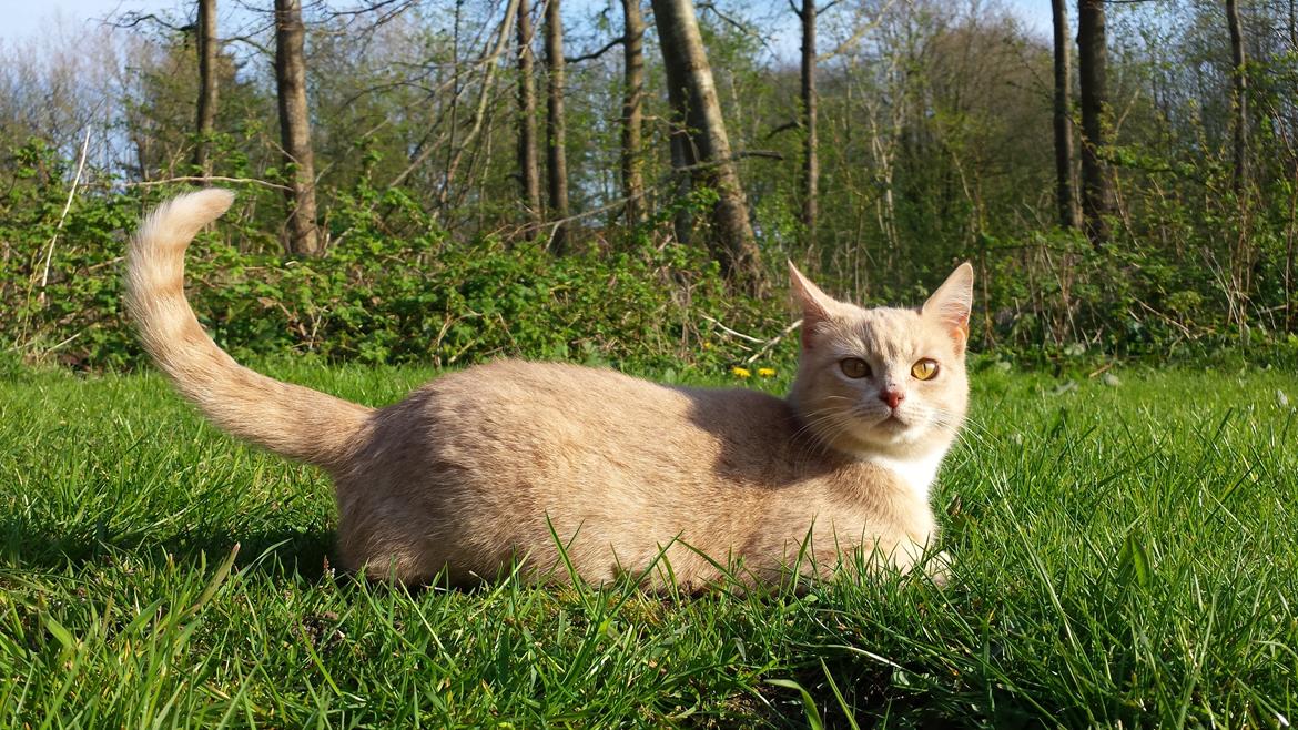 Huskat Molly billede 1