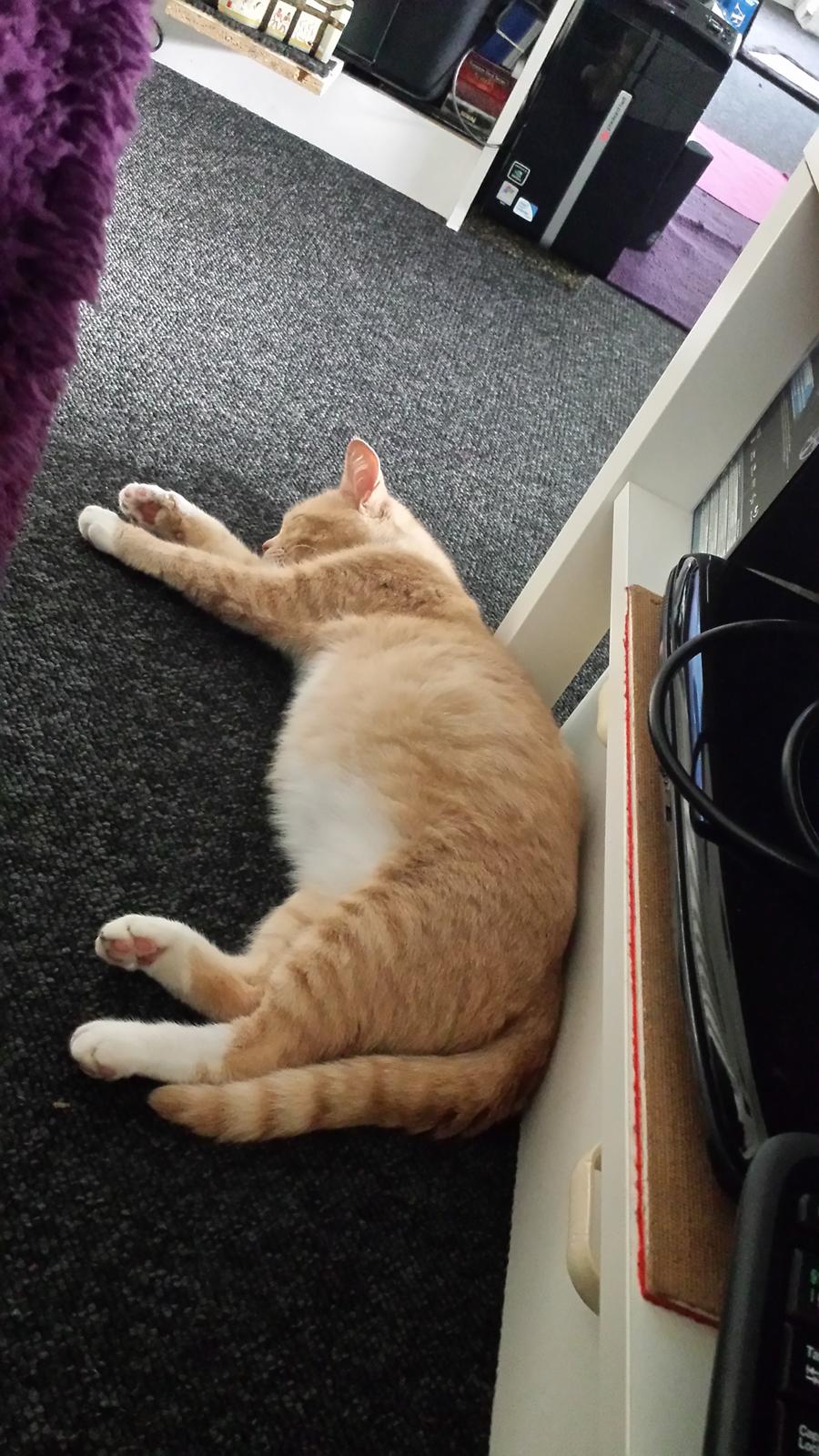 Huskat Molly billede 4