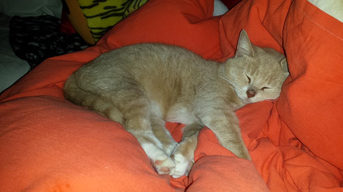 Huskat Molly billede 7