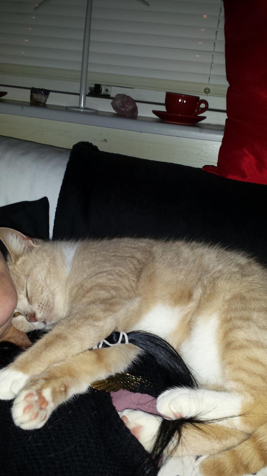 Huskat Molly billede 8