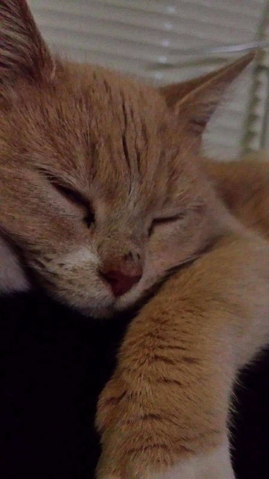 Huskat Molly billede 9