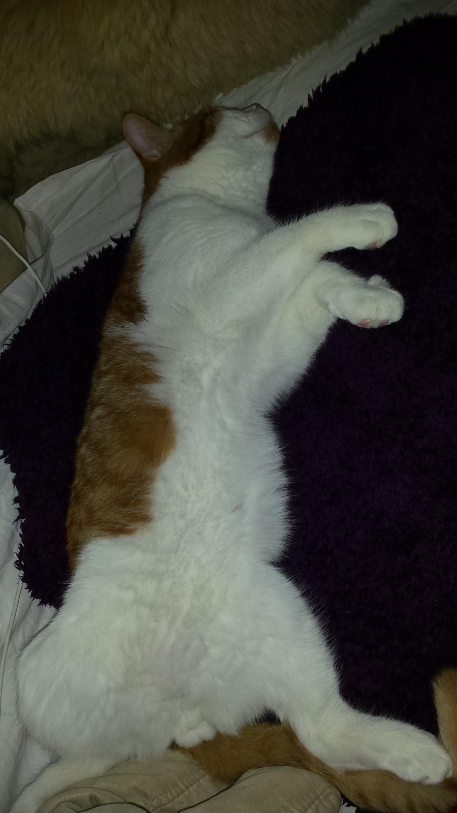 Huskat Diesel billede 2