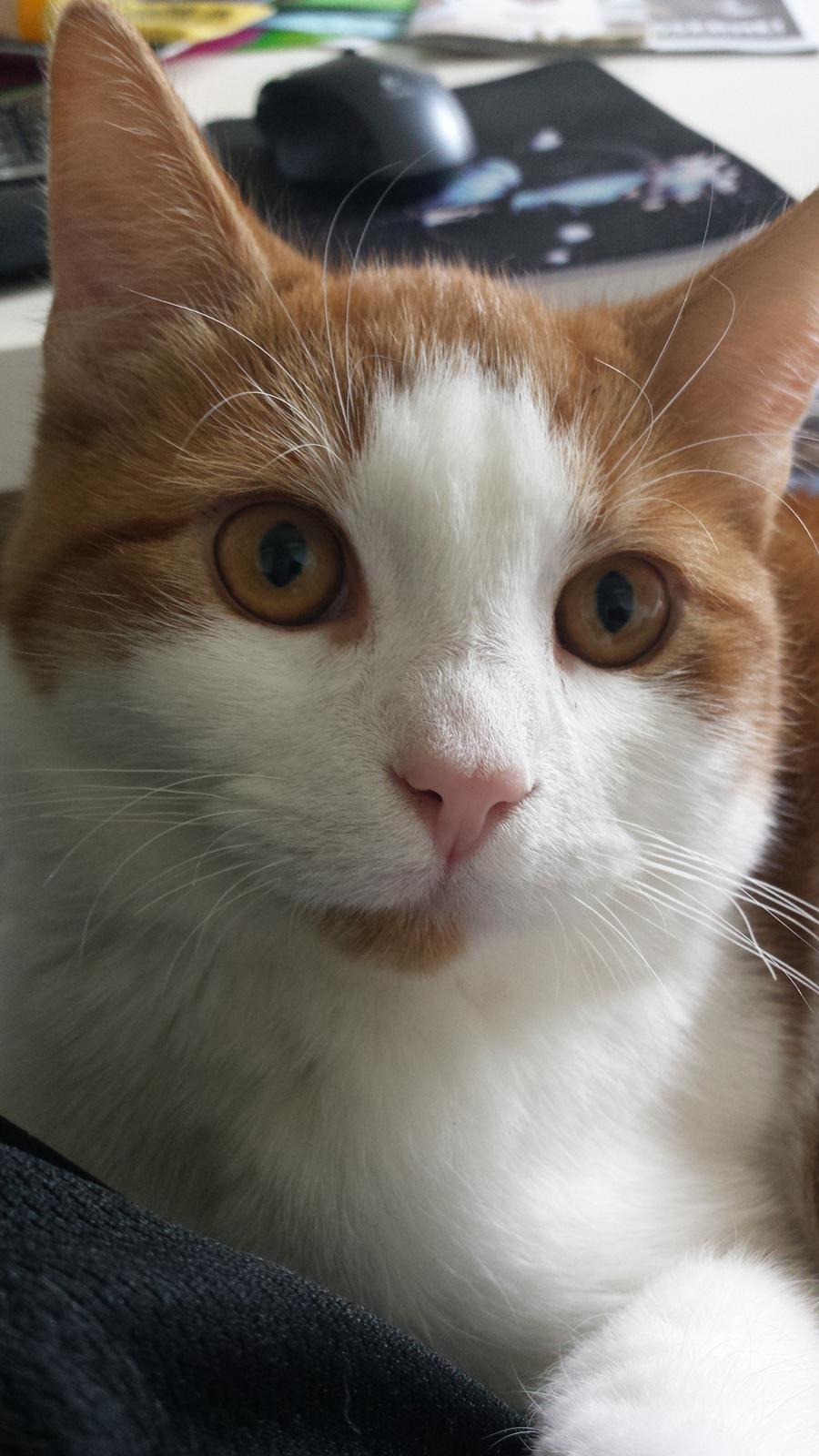 Huskat Diesel billede 1