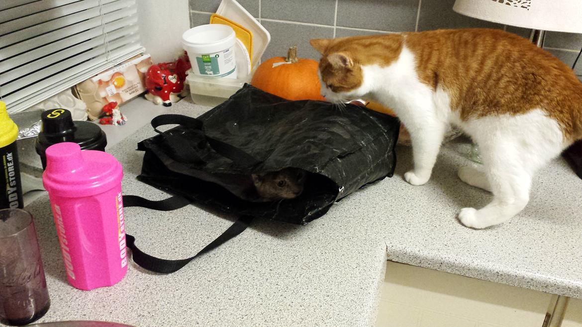 Huskat Diesel billede 3