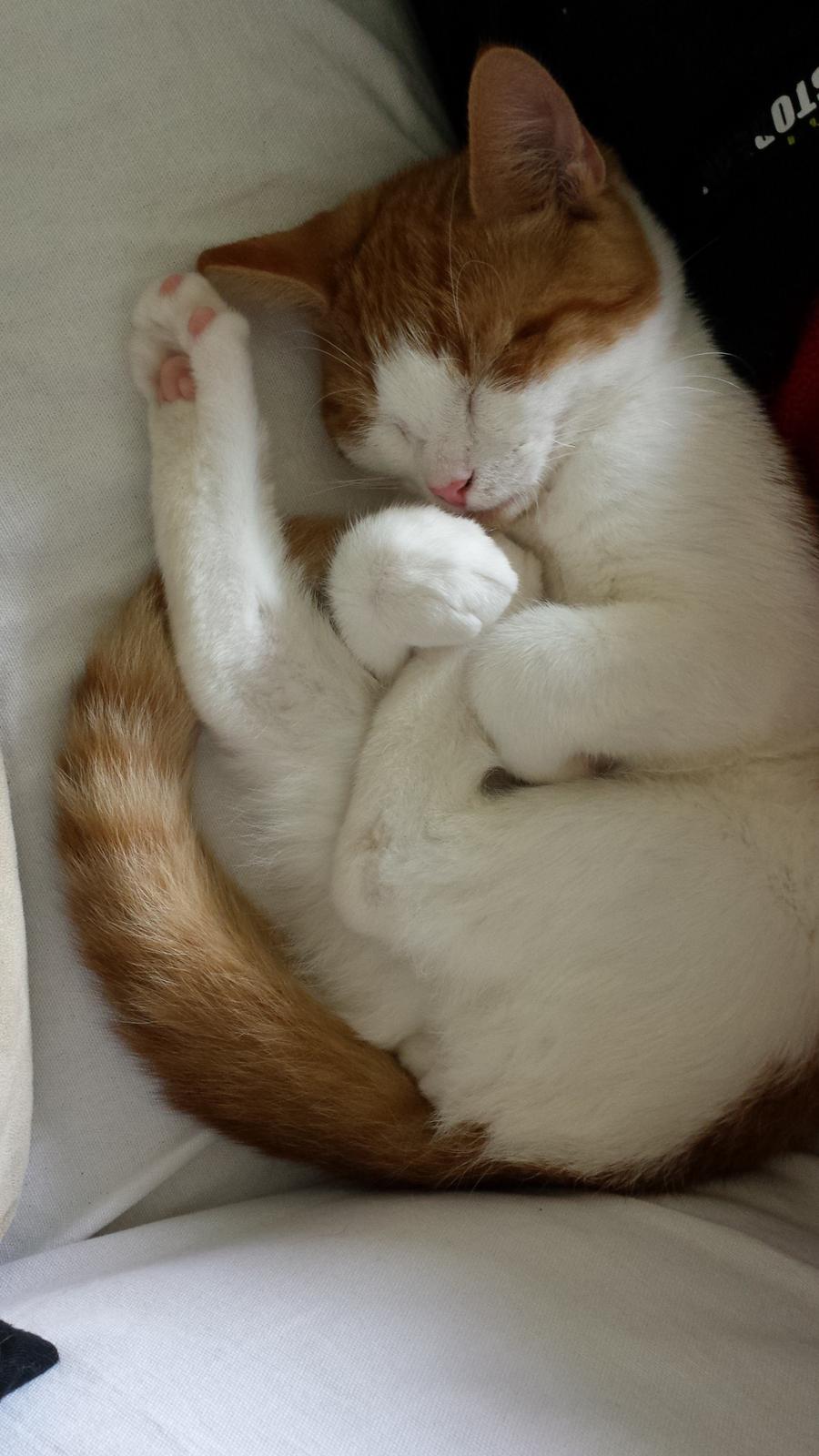 Huskat Diesel billede 5