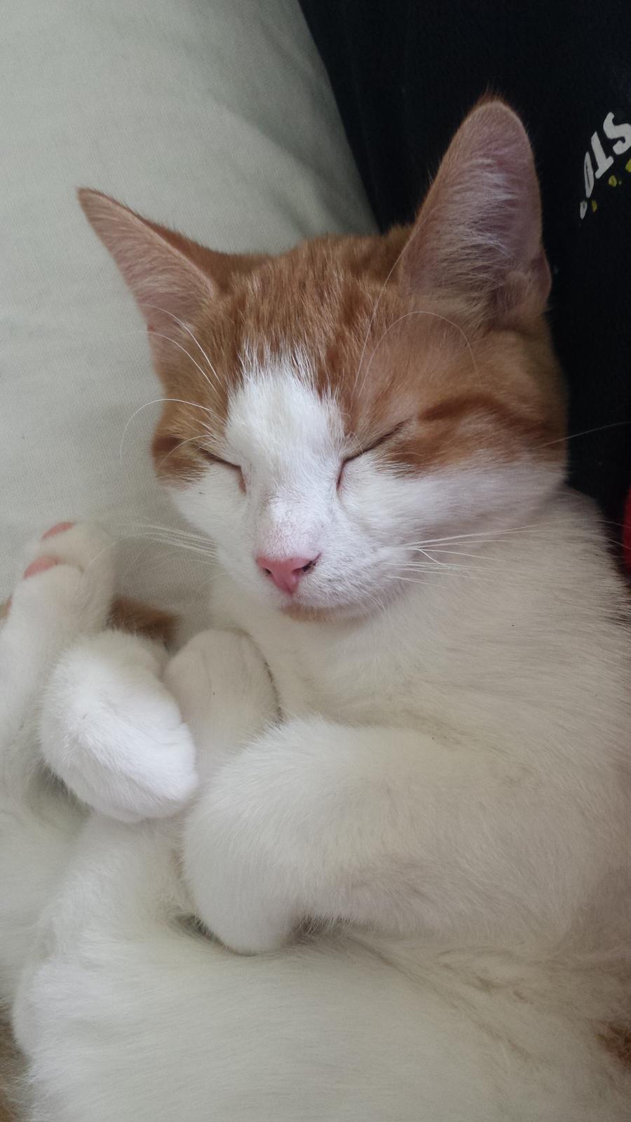 Huskat Diesel billede 4