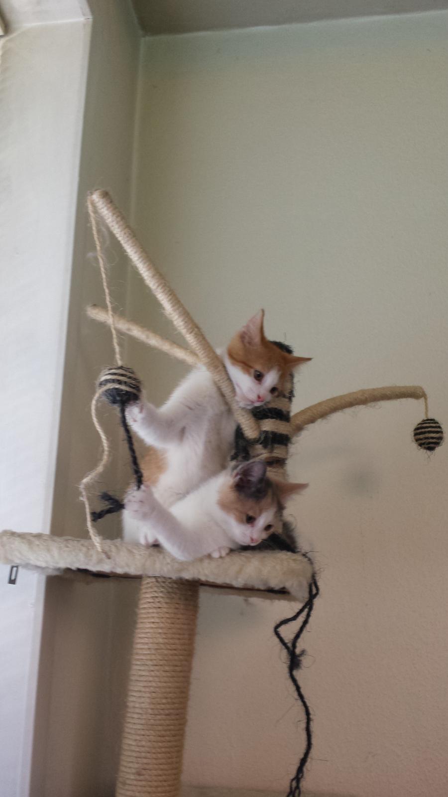 Huskat Diesel billede 6