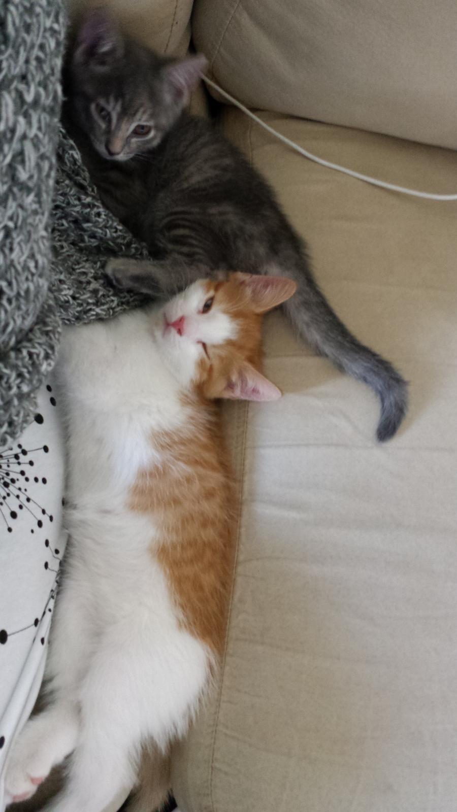 Huskat Diesel billede 8