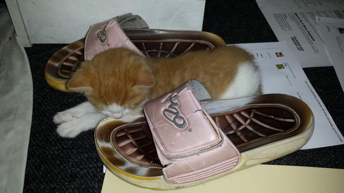 Huskat Diesel billede 9