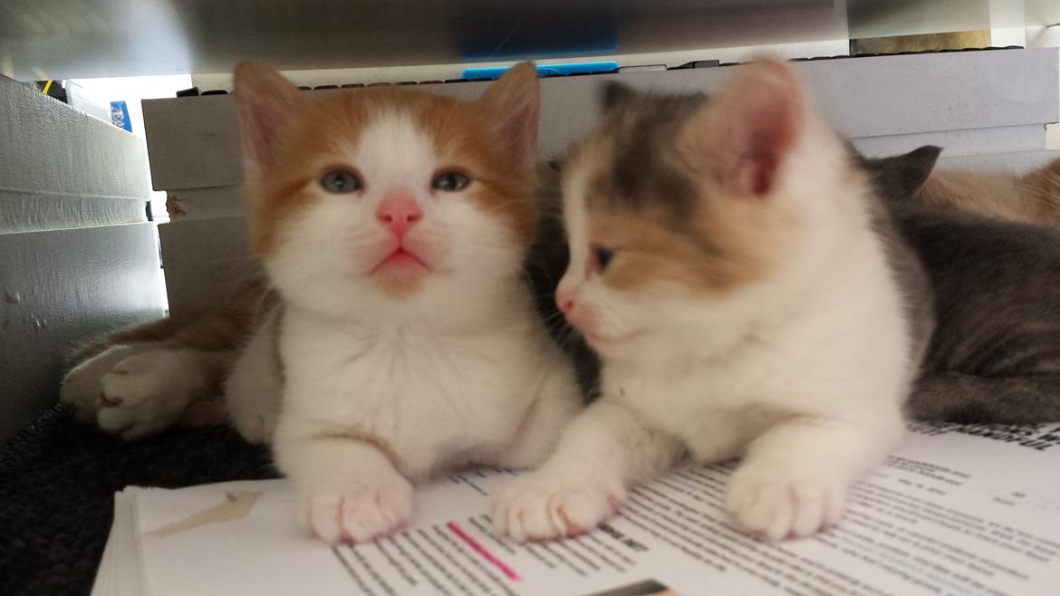 Huskat Diesel billede 10