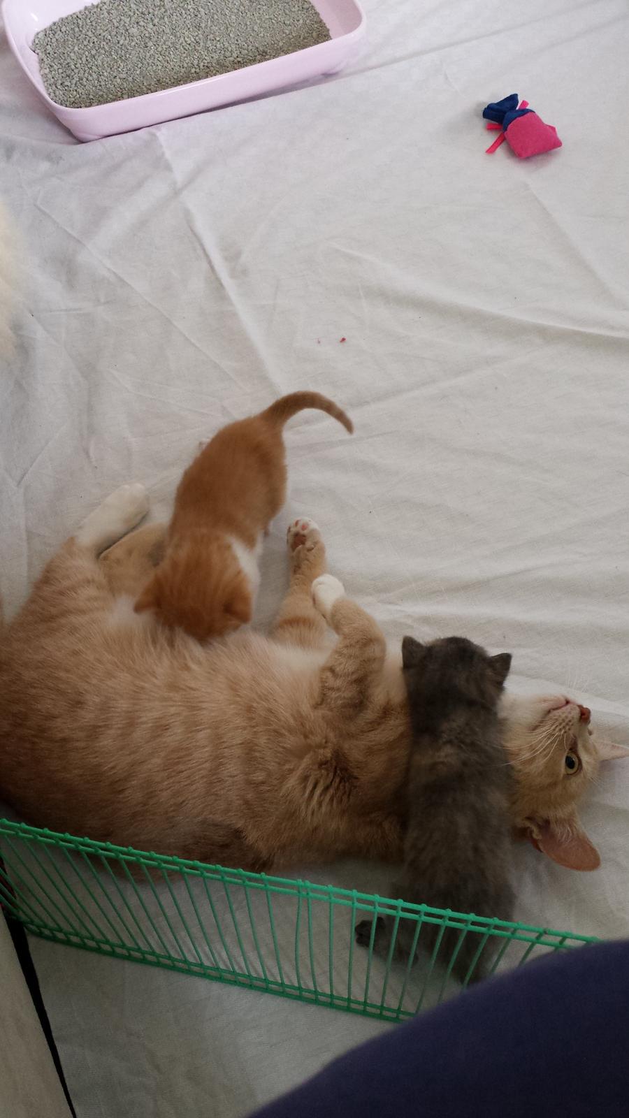 Huskat Diesel billede 11