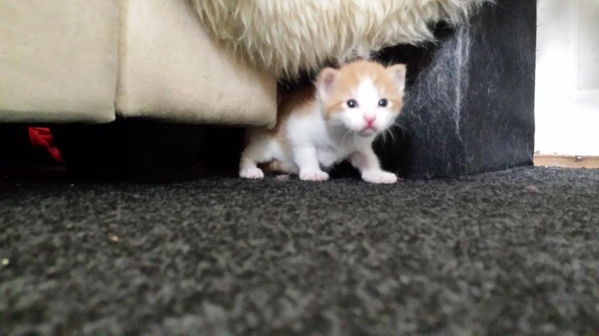 Huskat Diesel billede 12