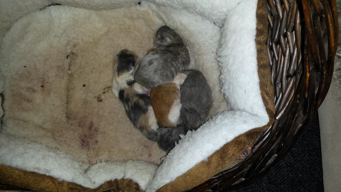 Huskat Diesel billede 13