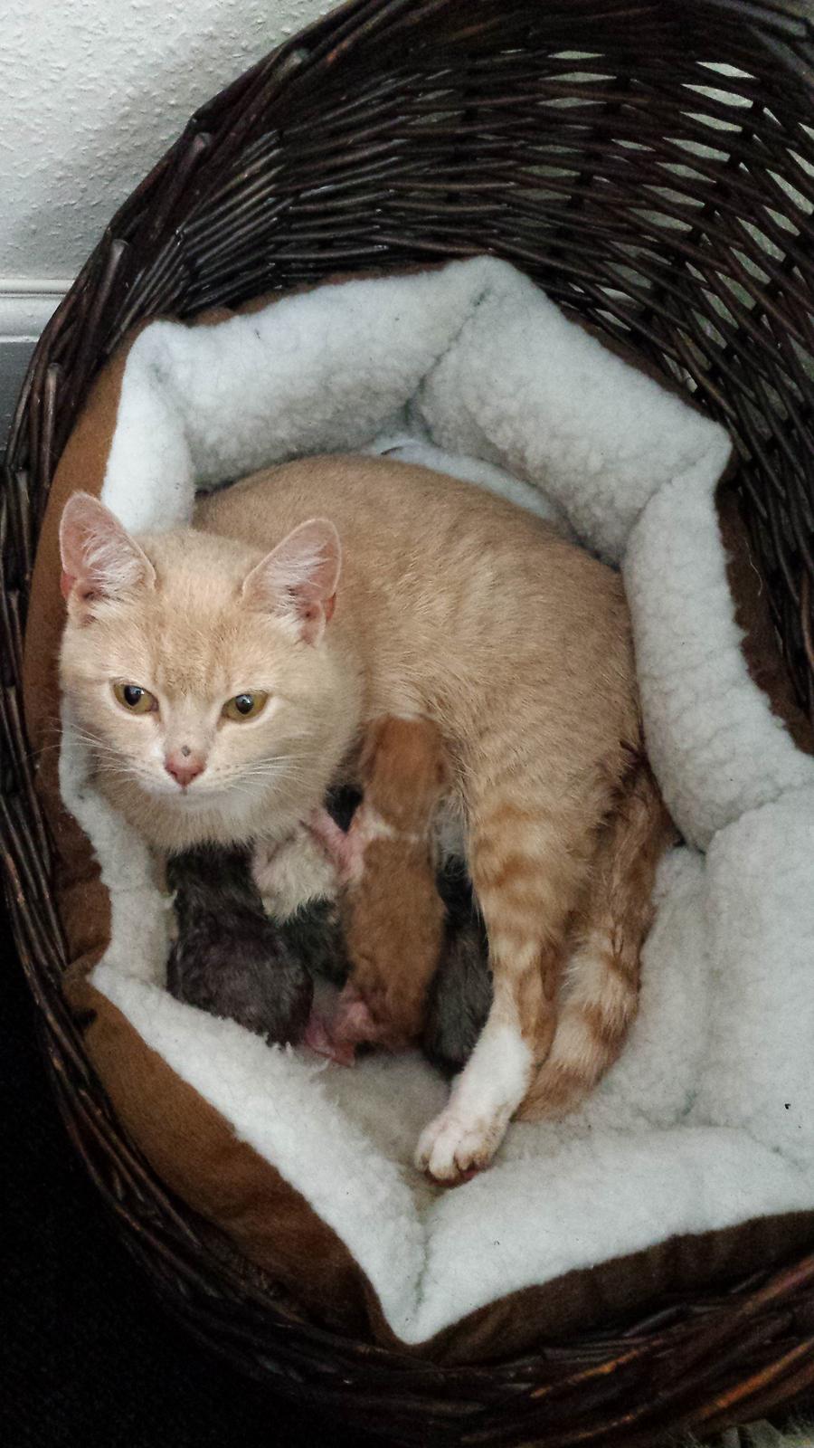 Huskat Diesel billede 14