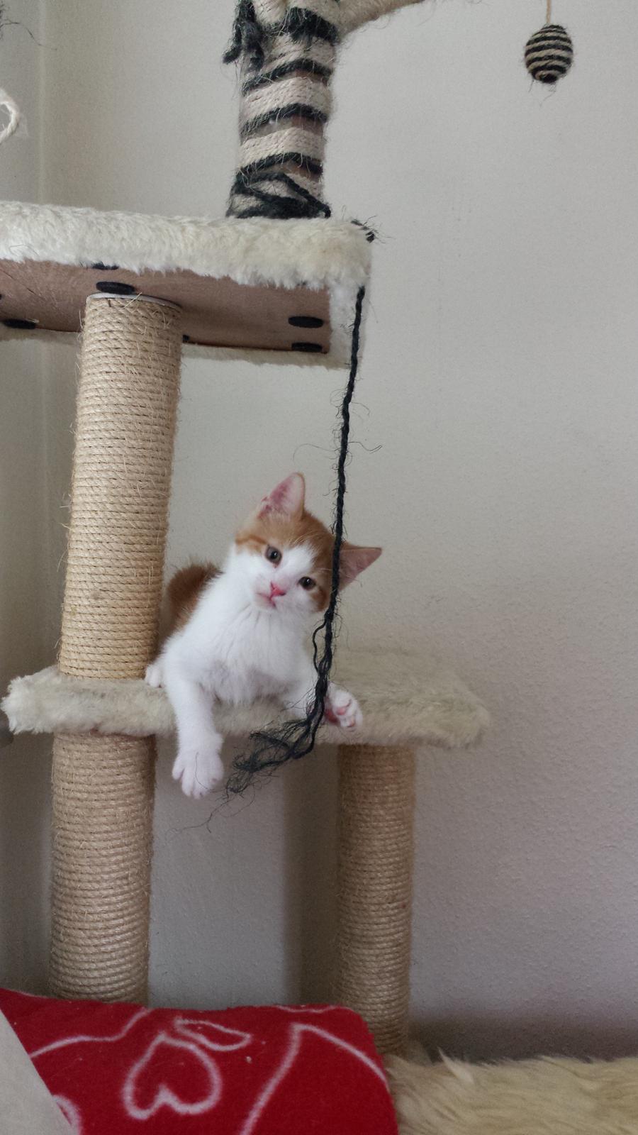 Huskat Diesel billede 7