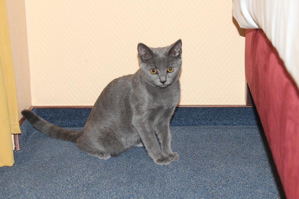 Chartreux Jacqueline du Domaine d’Ofélie billede 18